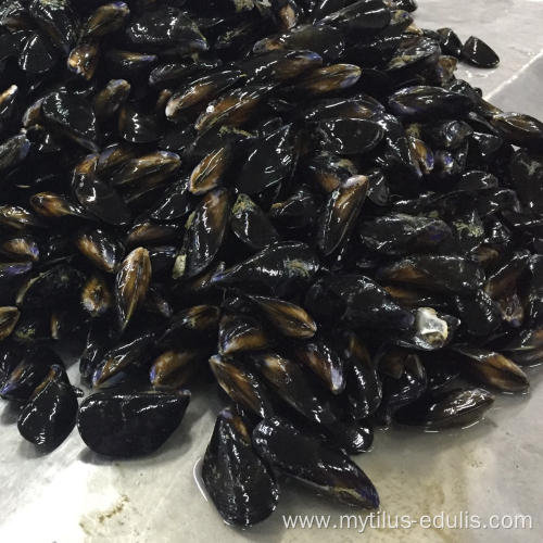 wholesale mussel meat with half shellsupplier